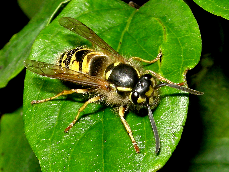 Common Wasp